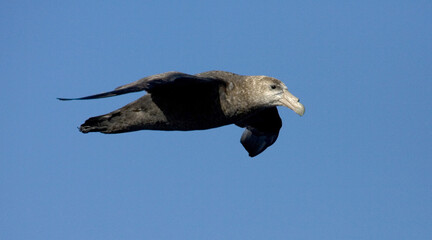 Southern Giant Petrel, Zuidelijke Reuzenstormvogel, Macronectes giganteus