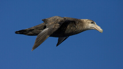 Zuidelijke Reuzenstormvogel, Southern Giant Petrel, Macronectes giganteus