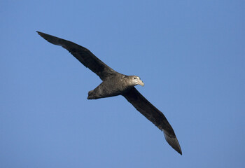 Southern Giant Petrel, Zuidelijke Reuzenstormvogel, Macronectes giganteus