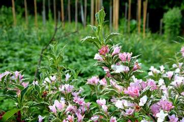 is an attractive variety of Vajgélie with deep purple-red, tubular flowers. The leaves are freshly...
