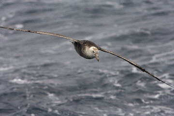 Zuidelijke Reuzenstormvogel, Southern Giant Petrel, Macronectes giganteus