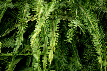 fern leaves