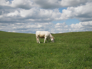 cow (Bos taurus) grazing on pasture, Dörnberg near Kassel, Hesse, Germany