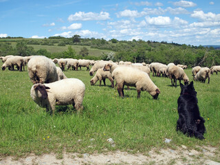 Obraz premium sheepdog watching sheep, Hölleberg near Deisel, North Hesse, Germany