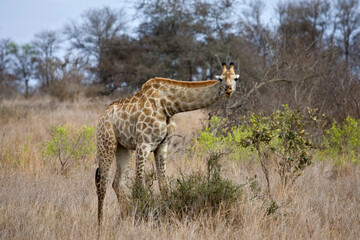 Giraffe, Southern Giraffe, Giraffa camelopardalis giraffa