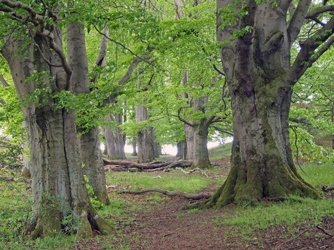 Silvopasture with old beech trees at the Dörnberg near Kassel, Hesse, Germany