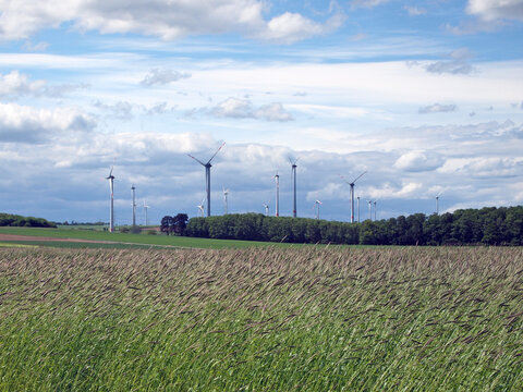 wind farm with grain field in the foreground