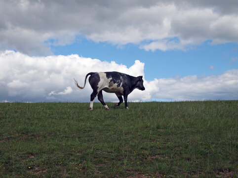 cow (Bos taurus) on pasture, Dörnberg near Kassel, Hesse, Germany
