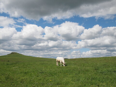 cow (Bos taurus) grazing on pasture, Dörnberg near Kassel, Hesse, Germany