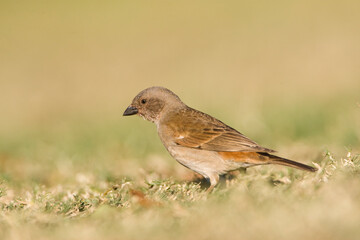 Mozambique-mus, Southern Grey-headed Sparrow, Passer diffusus