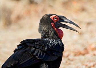 Zuidelijke Hoornraaf, Southern Ground-hornbill, Bucorvus leadbeateri