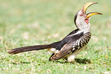 Zuidelijke Geelsnaveltok, Southern Yellow-Billed Hornbill, Tockus leucomelas, Geelsnaveltok