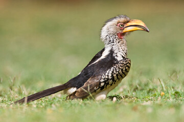 Zuidelijke Geelsnaveltok, Southern Yellow-Billed Hornbill, Tockus leucomelas, Geelsnaveltok