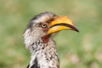 Zuidelijke Geelsnaveltok, Southern Yellow-Billed Hornbill, Tockus leucomelas, Geelsnaveltok