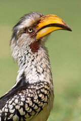 Zuidelijke Geelsnaveltok, Southern Yellow-Billed Hornbill, Tockus leucomelas