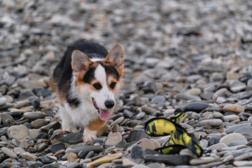 Active walk with dog in fresh air. Smallest Shepherd in world. Cute teen puppy Welsh Corgi Pembroke Tricolor has fun running along pebble beach and playing with duck toy.