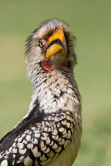 Zuidelijke Geelsnaveltok, Southern Yellow-Billed Hornbill, Tockus leucomelas