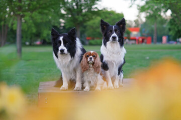 Cute Blenheim Cavalier King Charles Spaniel dog posing outdoors with two black and white Border Collie dogs sitting on a brown wooden bench behind yellow flowers in a city park in summer