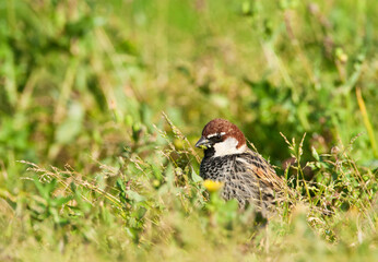 Spaanse Mus, Spanish Sparrow, Passer hispaniolensis