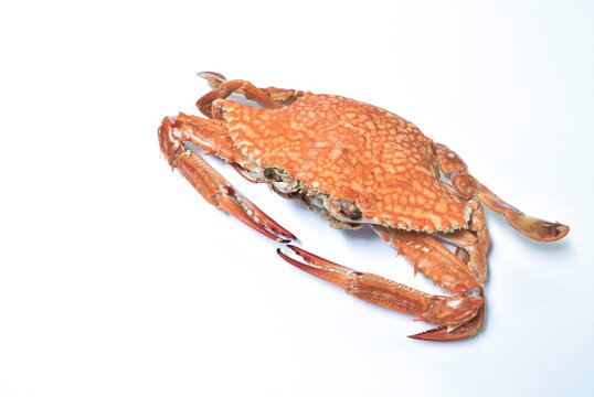 steamed flower crab on white background