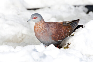 Gespikkelde Duif, Speckled Pigeon, Columba guinea