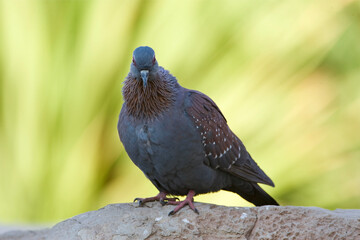 Gespikkelde Duif, Speckled Pigeon, Columba guinea