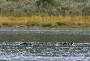 Bronsvleugeleend, Spectacled Duck, Speculanas specularis