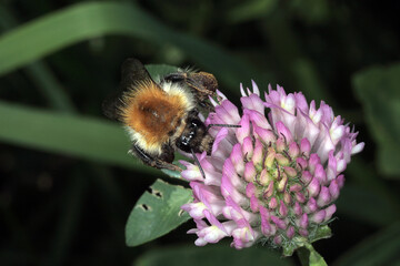 Eine Hummel (Bobus) auf der Rotkleeblüte. Thüringen, Deutschland, Europa   --
A bumblebee (Bobus) on the red clover blossom. T
A bumblebee (Bobus) on the red clover blossom. Thuringia, Germany, Europe