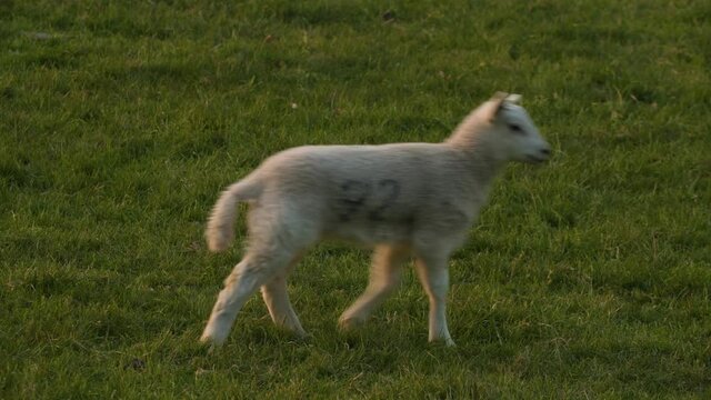 Cute sheep baby lamb running and playing in a green field in evening sunshine