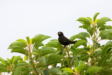 Spectacled Tyrant, Hymenops perspicillatus
