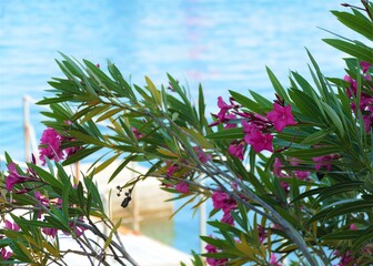 Pink oleander by the blue sea
