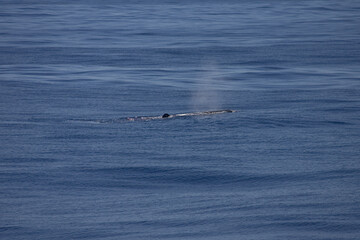 Obraz premium Potvis, Sperm Whale, Physeter macrocephalus