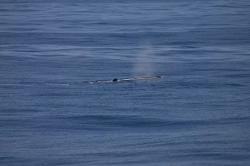 Foto op Aluminium Potvis, Sperm Whale, Physeter macrocephalus © AGAMI