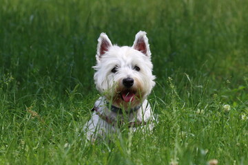 portrait of a white purebred dog in the grass, west highland white terrier