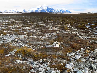 Foto auf Acrylglas Toendra, Spitsbergen  Tundra, Spitsbergen © AGAMI