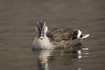 Eastern Spot-billed Duck, Oostelijke Vlekbekeend, Anas zonorhyncha