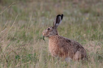 rabbit in the grass, Poland nature