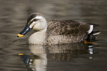 Eastern Spot-billed Duck, Oostelijke Vlekbekeend, Anas zonorhyncha