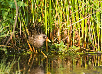 Porseleinhoen, Spotted Crake, Porzana porzana
