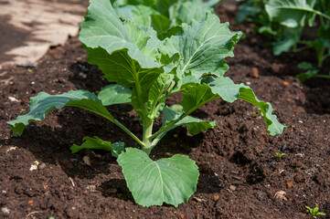 young cabbage plant side view, young cabbage ovary