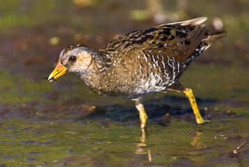 Porseleinhoen, Spotted Crake, Porzana porzana