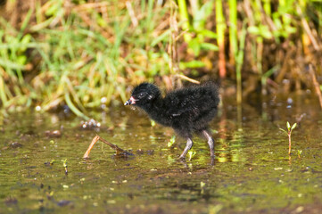 Porseleinhoen, Spotted Crake, Porzana porzana