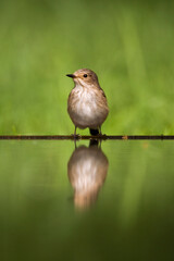 Grauwe Vliegenvanger, Spotted Flycatcher, Muscicapa striata