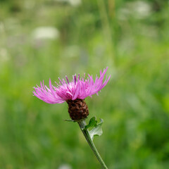 Centaurée sauvage (gros plan - macro) - Centaurea nigra

