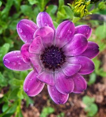 purple flower in the garden