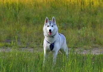 husky dog