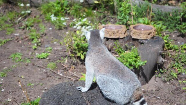 Latin lemures, Ring Tailed Lemur catta sitting on tree stump on Safari Park, 4K