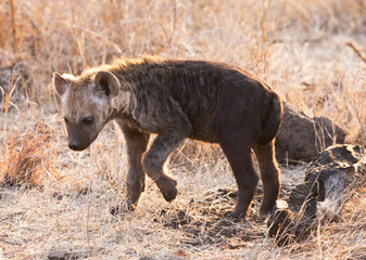 Fototapeta premium Gevlekte Hyena, Spotted Hyena, Crocuta crocuta