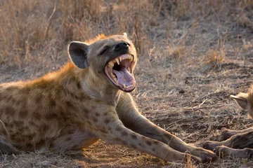 Fotobehang Hyena Gevlekte hyena, gevlekte hyena, Crocuta crocuta