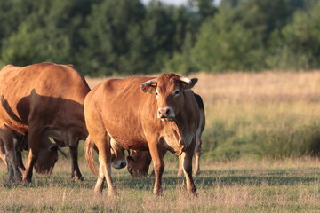 Naklejka na ściany i meble cows grazing in a field, europe Poland